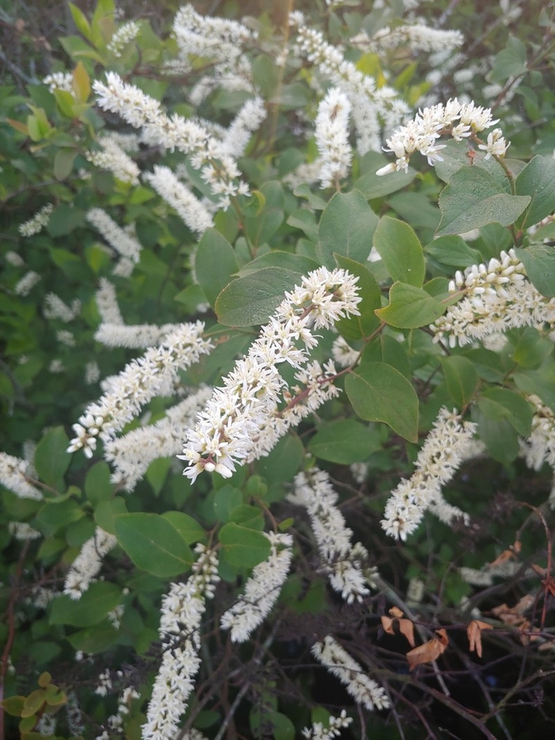 Virginia Sweetspire photo 5