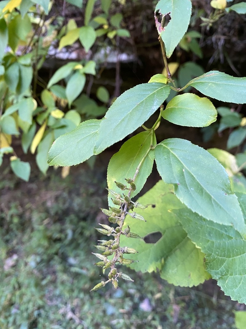 Virginia Sweetspire photo 6