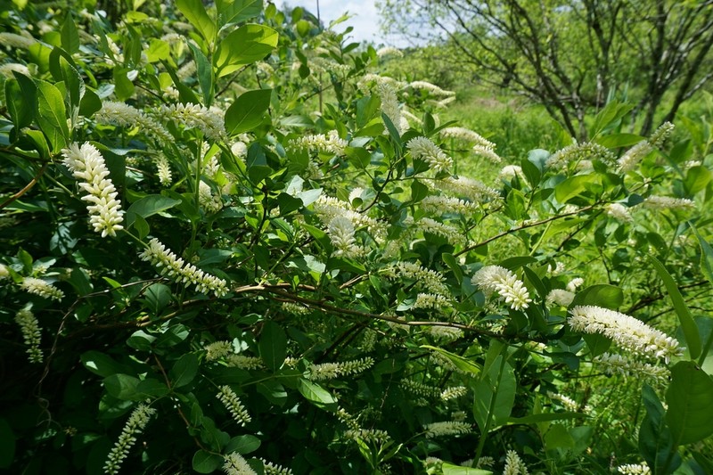 Virginia Sweetspire photo 7