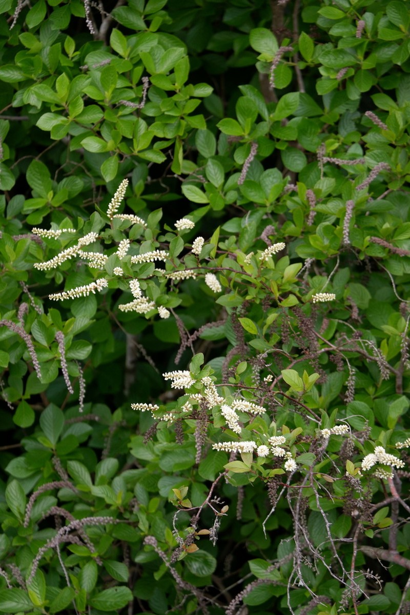Virginia Sweetspire photo 8