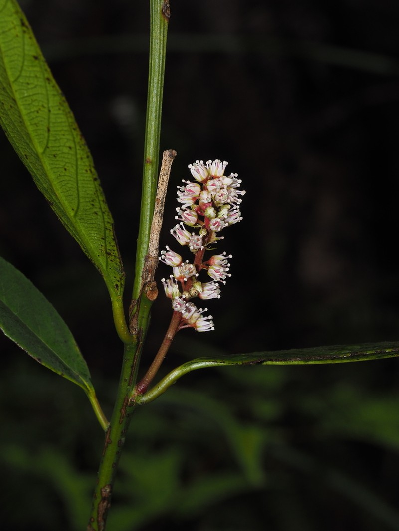 Itea yangchunensis