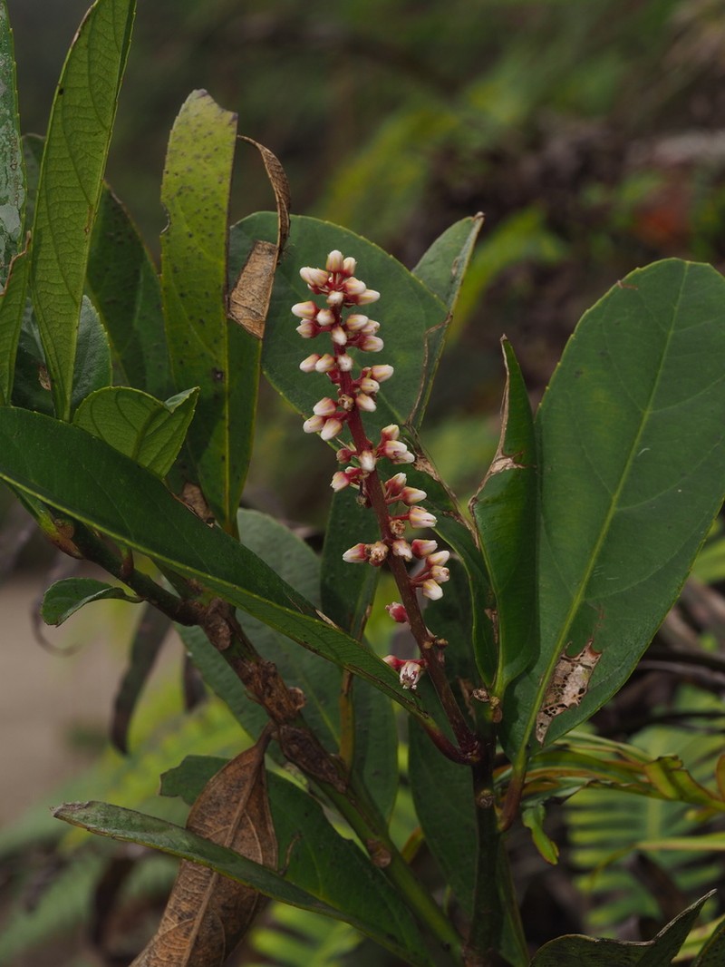 Itea yangchunensis photo 2