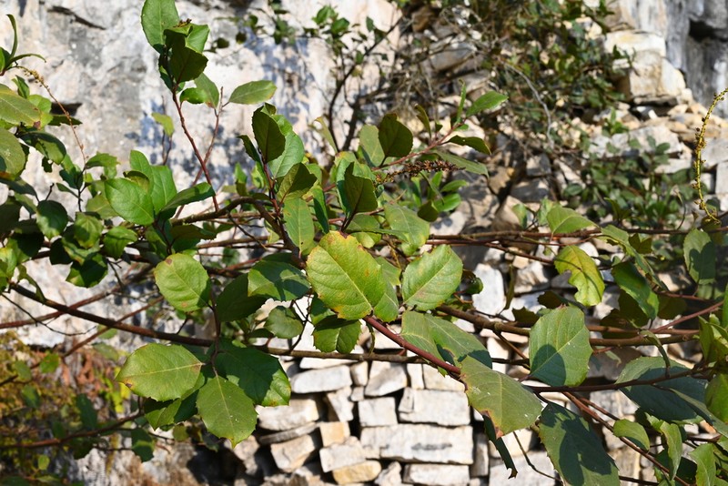 Itea yunnanensis photo 2