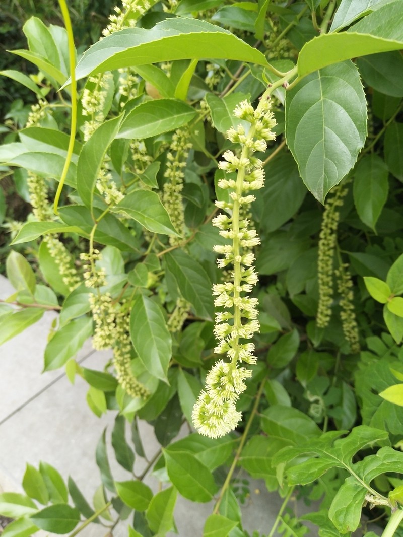 Itea yunnanensis photo 3