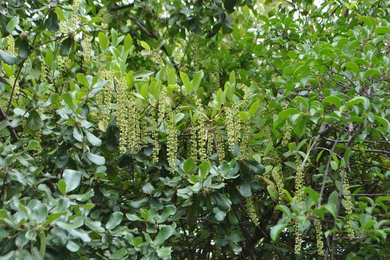Itea yunnanensis photo 4