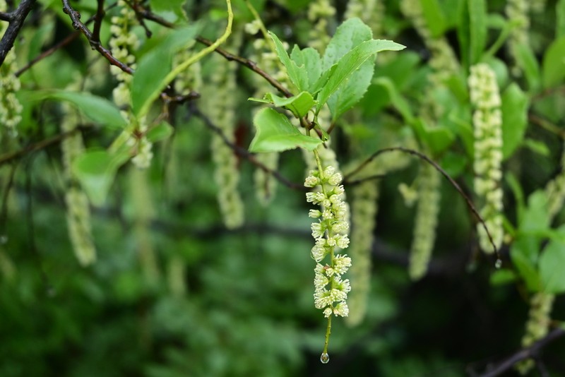 Itea yunnanensis photo 5