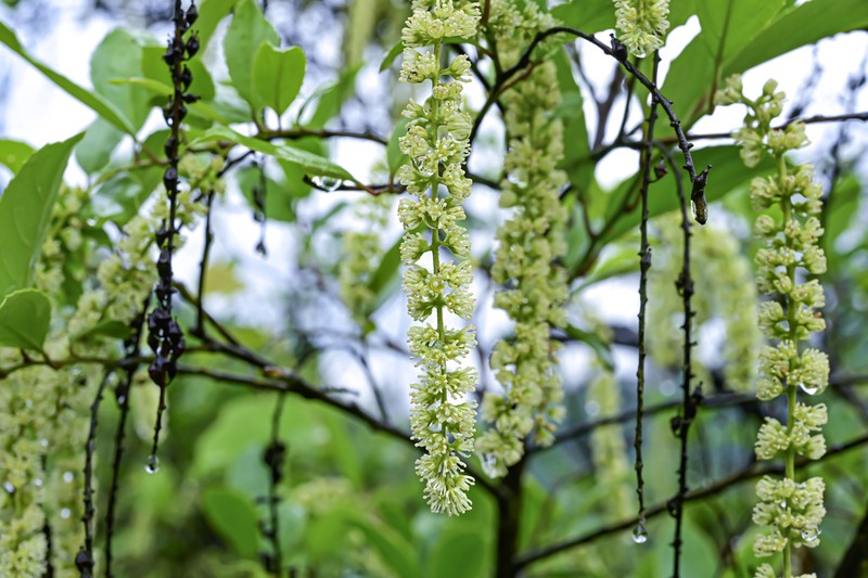 Itea yunnanensis photo 6