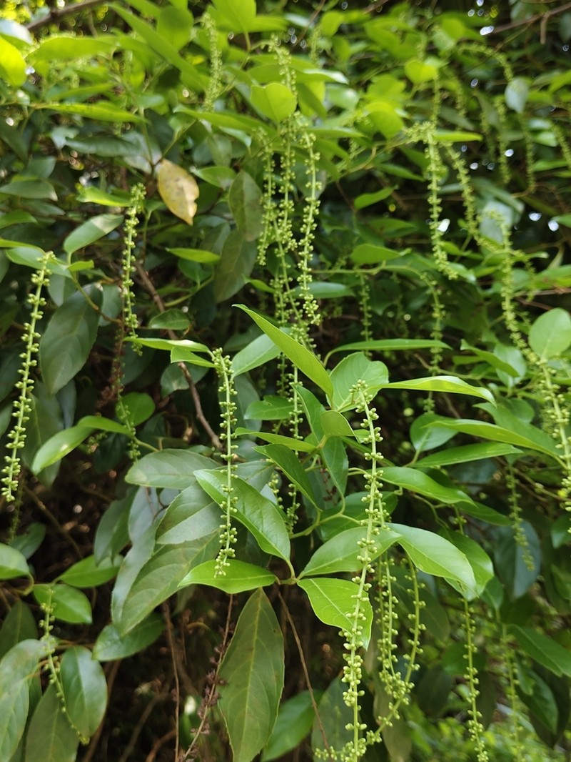 Itea yunnanensis photo 7