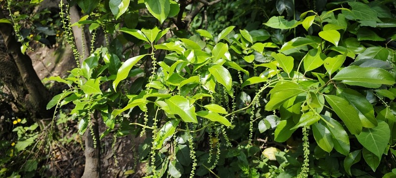 Itea yunnanensis photo 8
