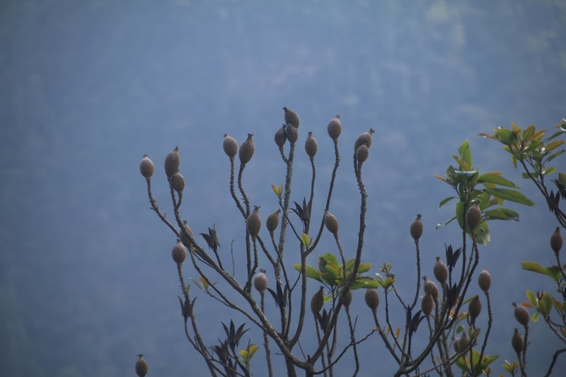 Itoa orientalis photo 2