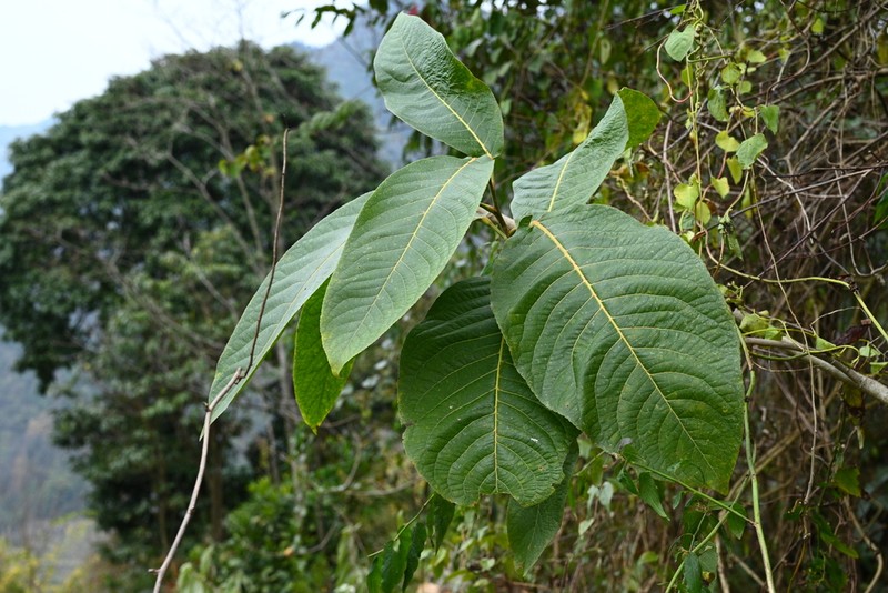 Itoa orientalis photo 3