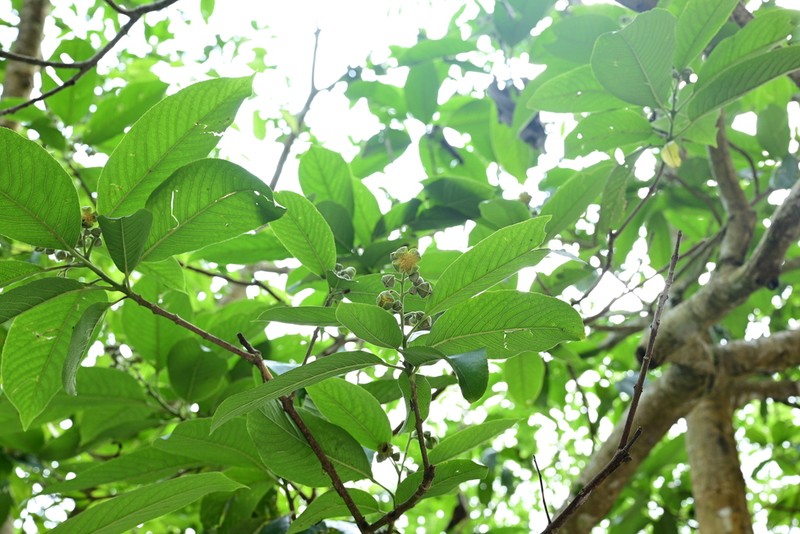 Itoa orientalis photo 4