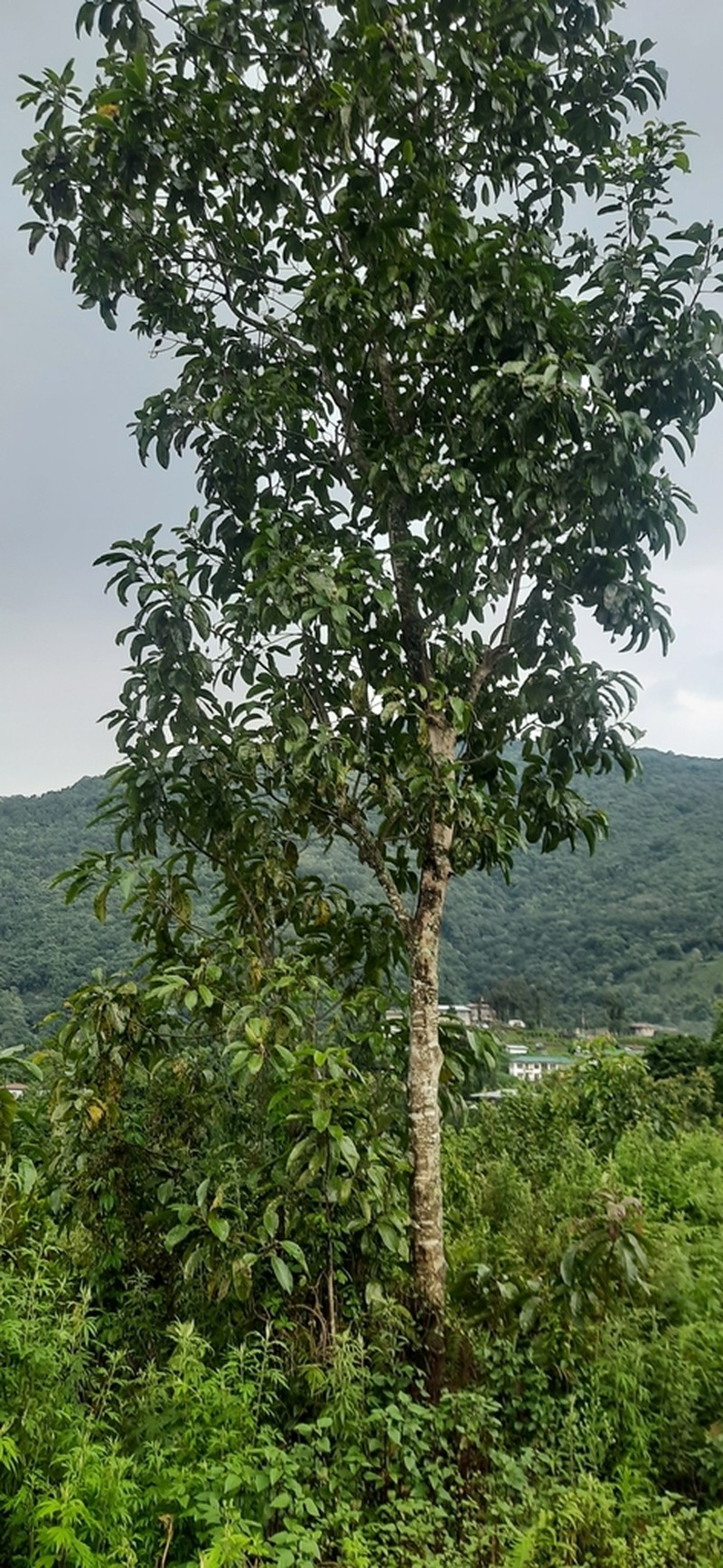Itoa orientalis photo 5