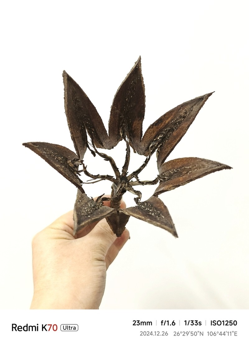 Itoa orientalis photo 6