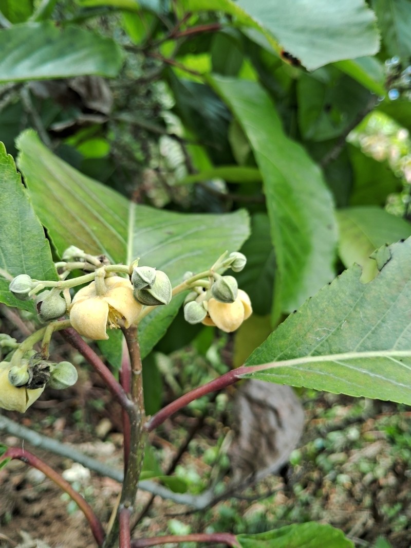 Itoa orientalis photo 7