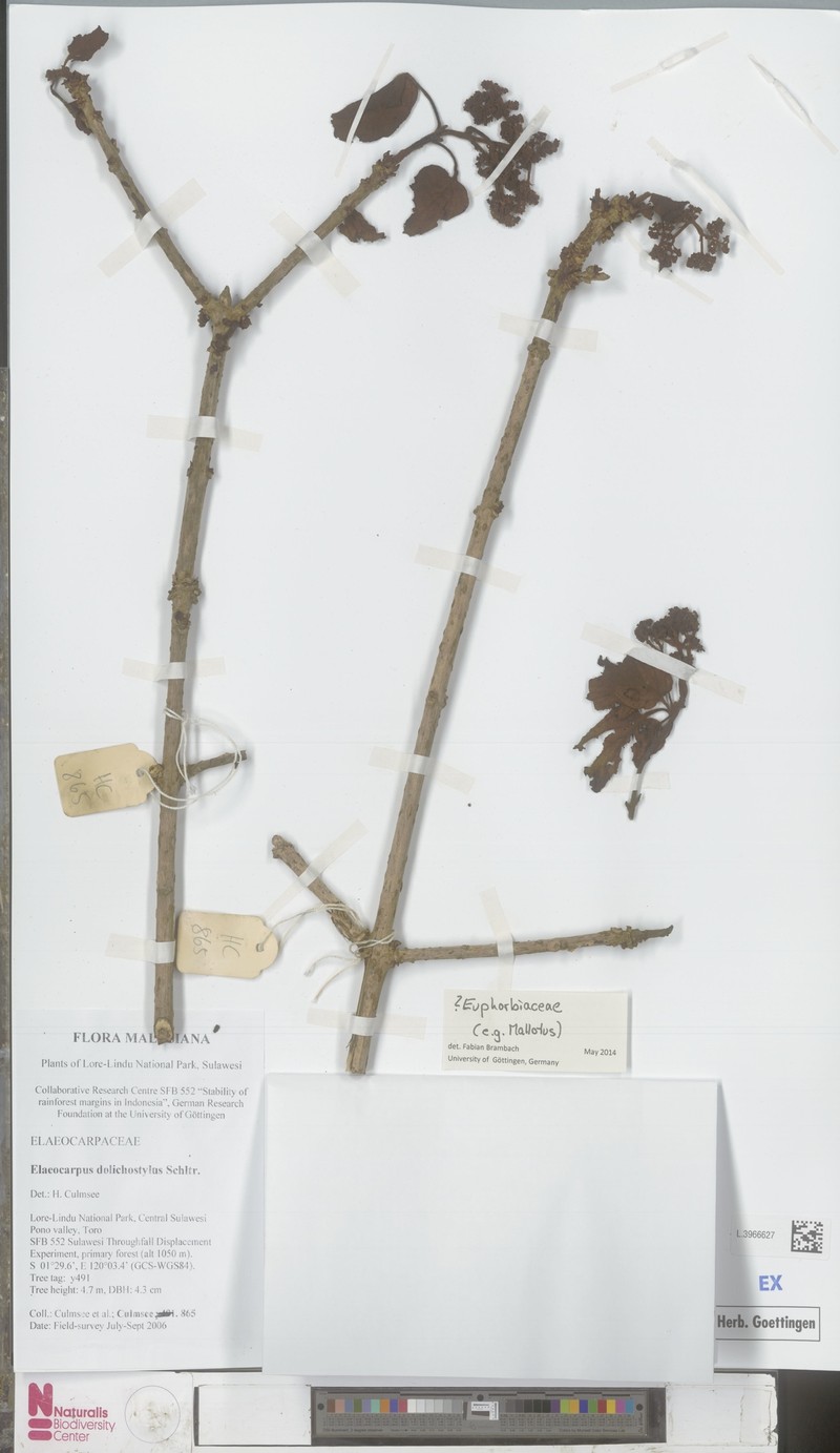 Itoa stapfii
