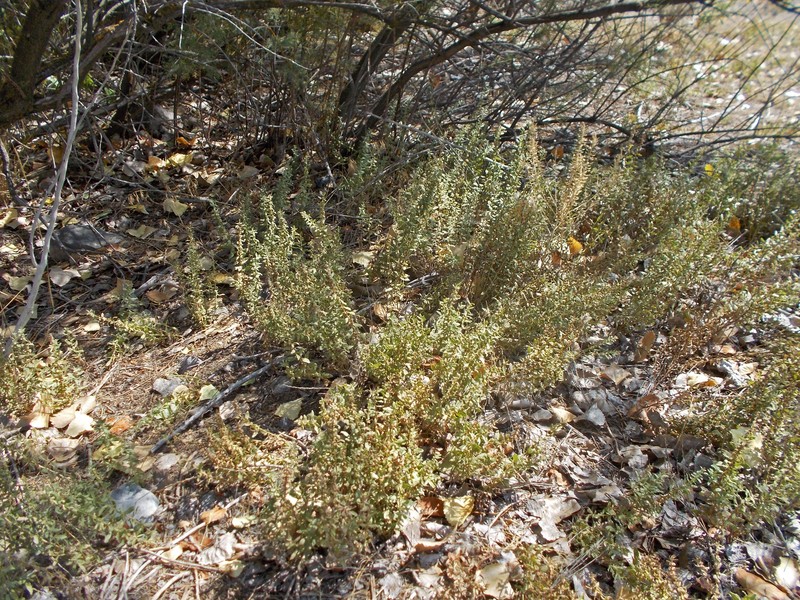 Povertyweed photo 2