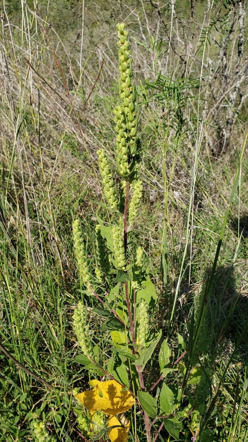 Annual Marsh Elder