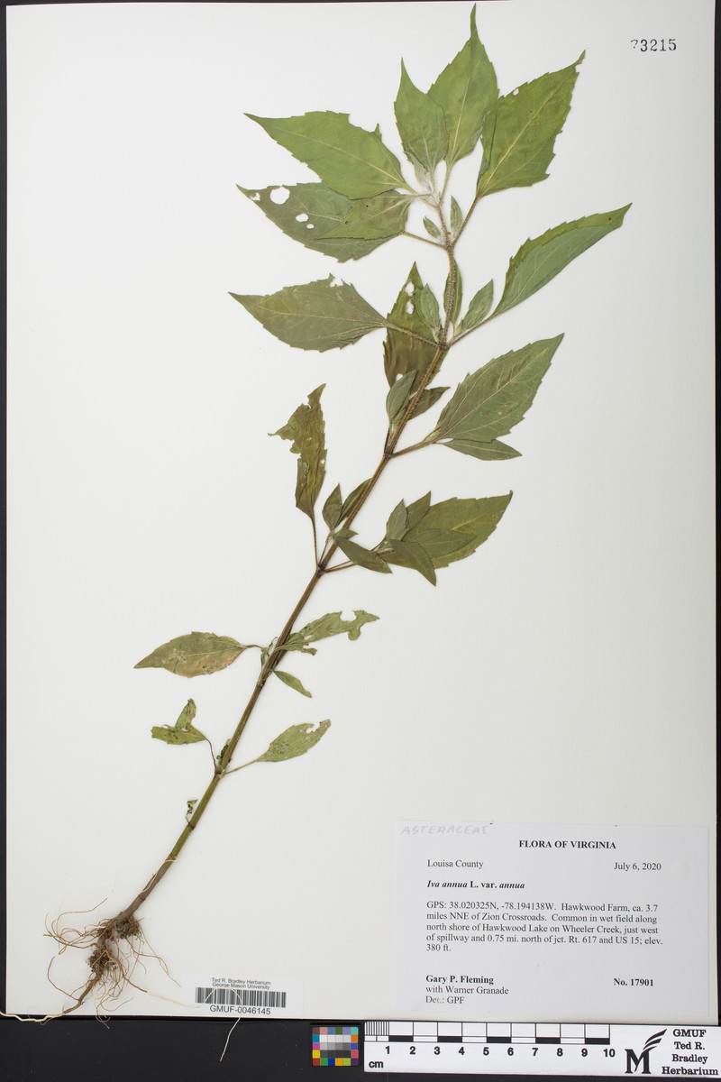Iva annua var. annua