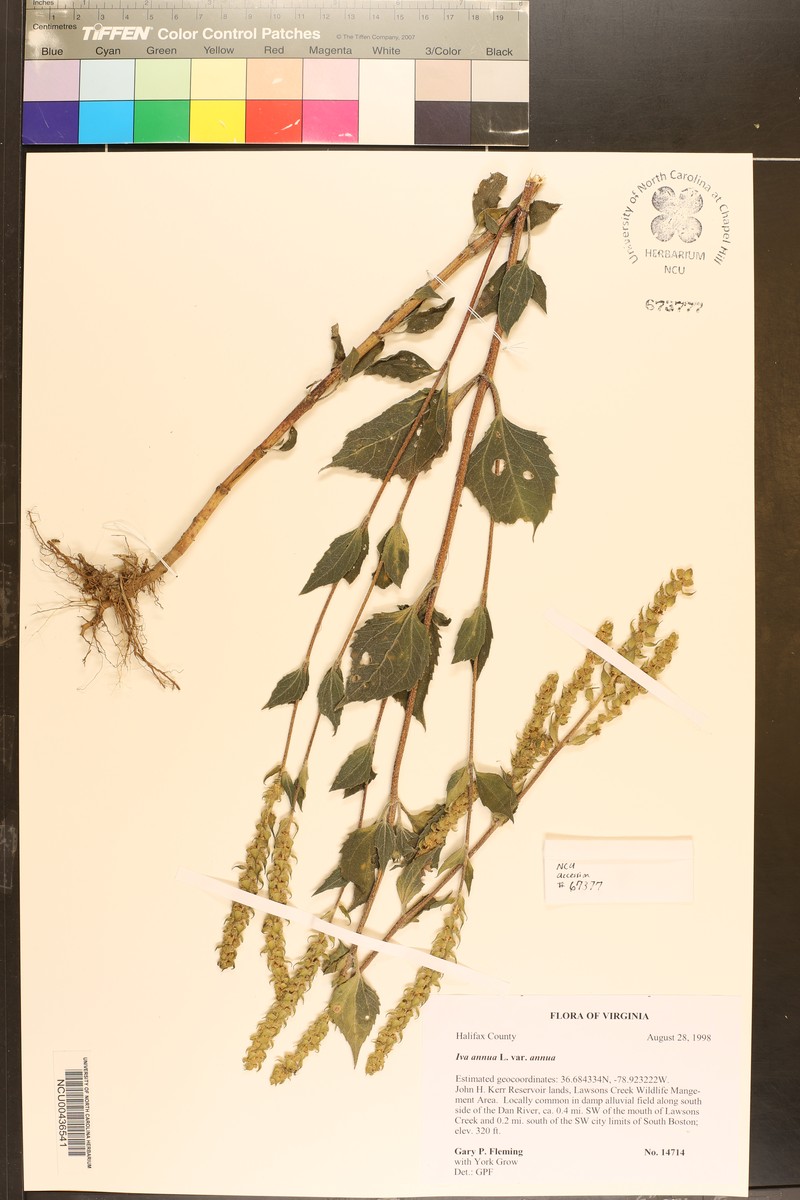 Iva annua var. annua photo 2