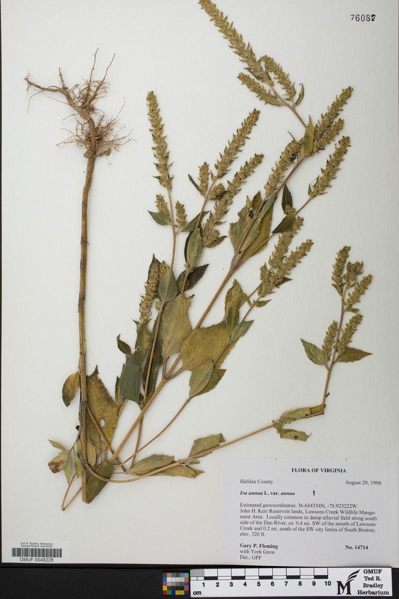 Iva annua var. annua photo 3