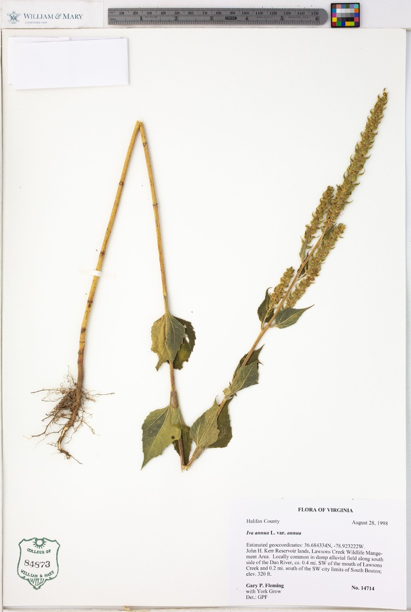 Iva annua var. annua photo 4