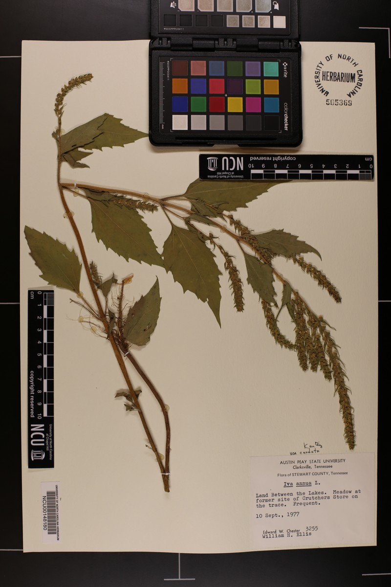 Iva annua var. caudata