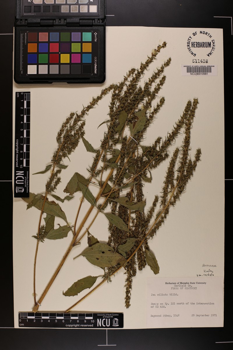 Iva annua var. caudata photo 2