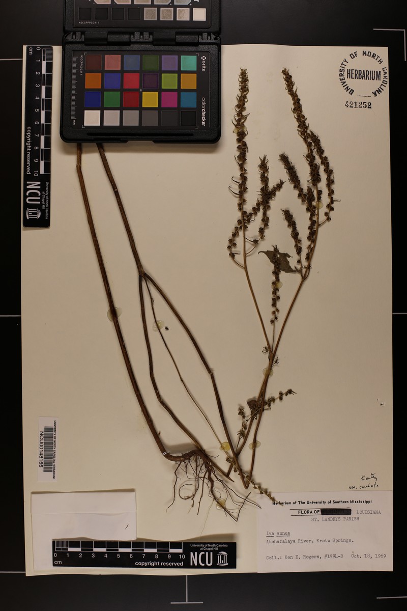 Iva annua var. caudata photo 3