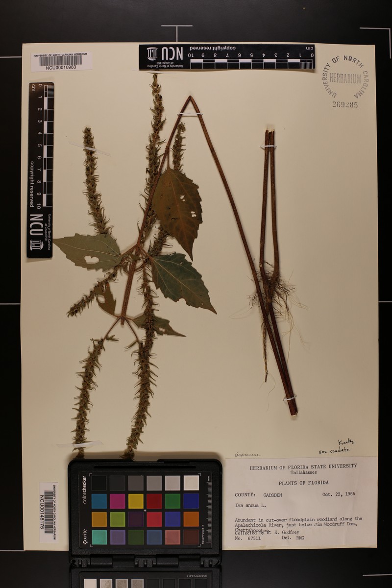 Iva annua var. caudata photo 4