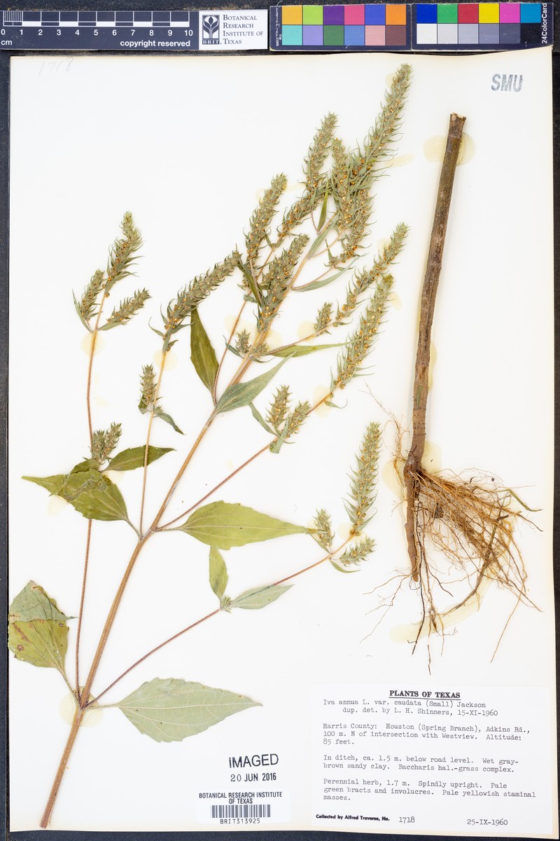 Iva annua var. caudata photo 5
