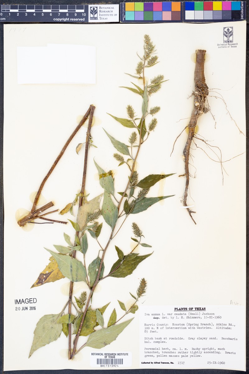 Iva annua var. caudata photo 6