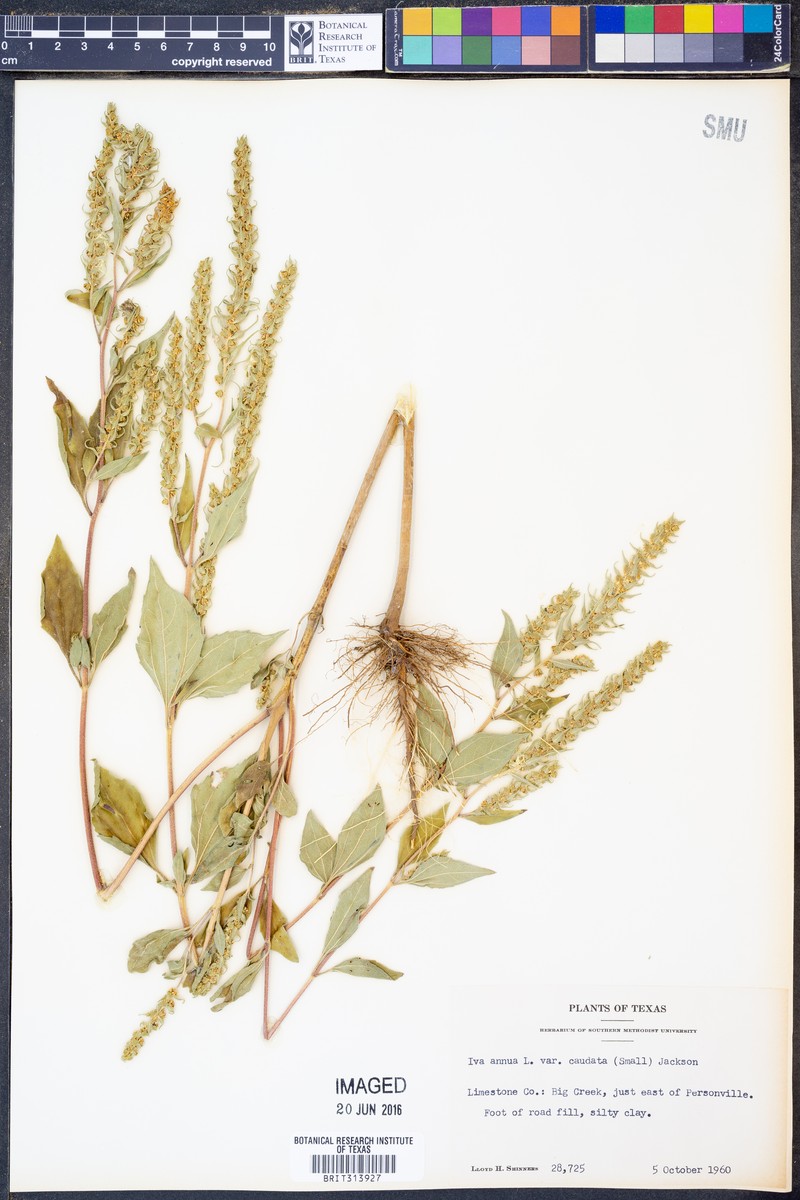 Iva annua var. caudata photo 7