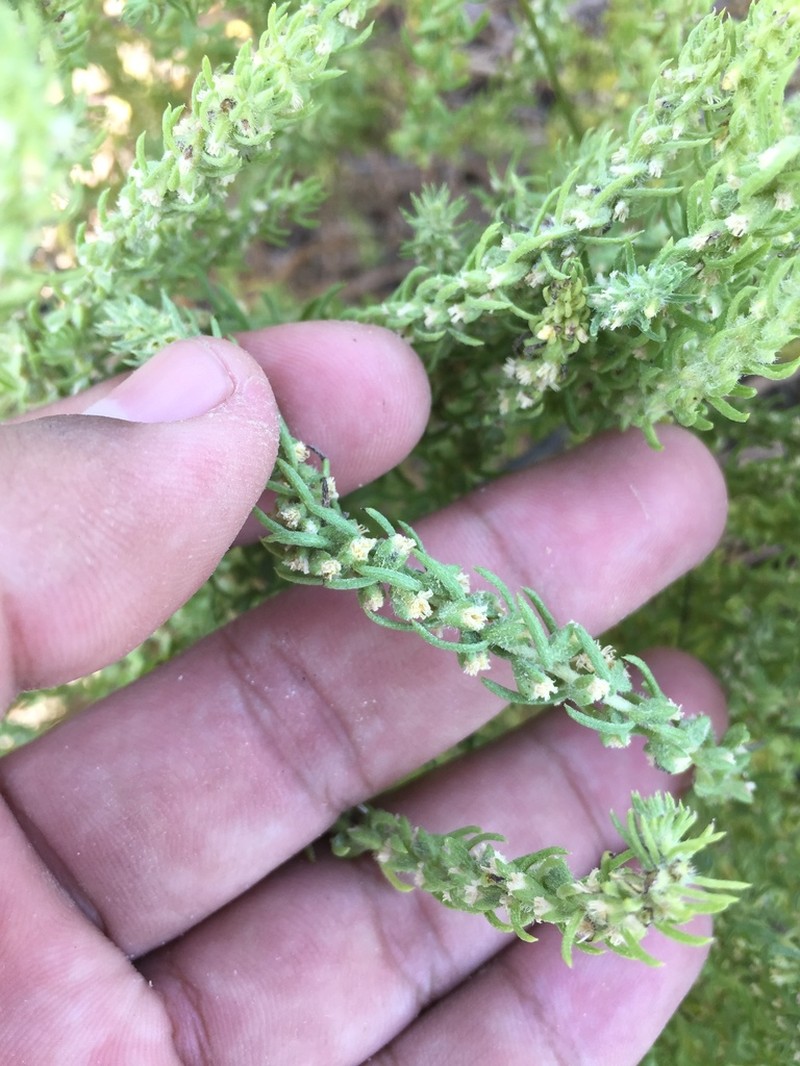 Pensacola Marsh Elder