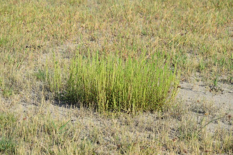 Pensacola Marsh Elder photo 2