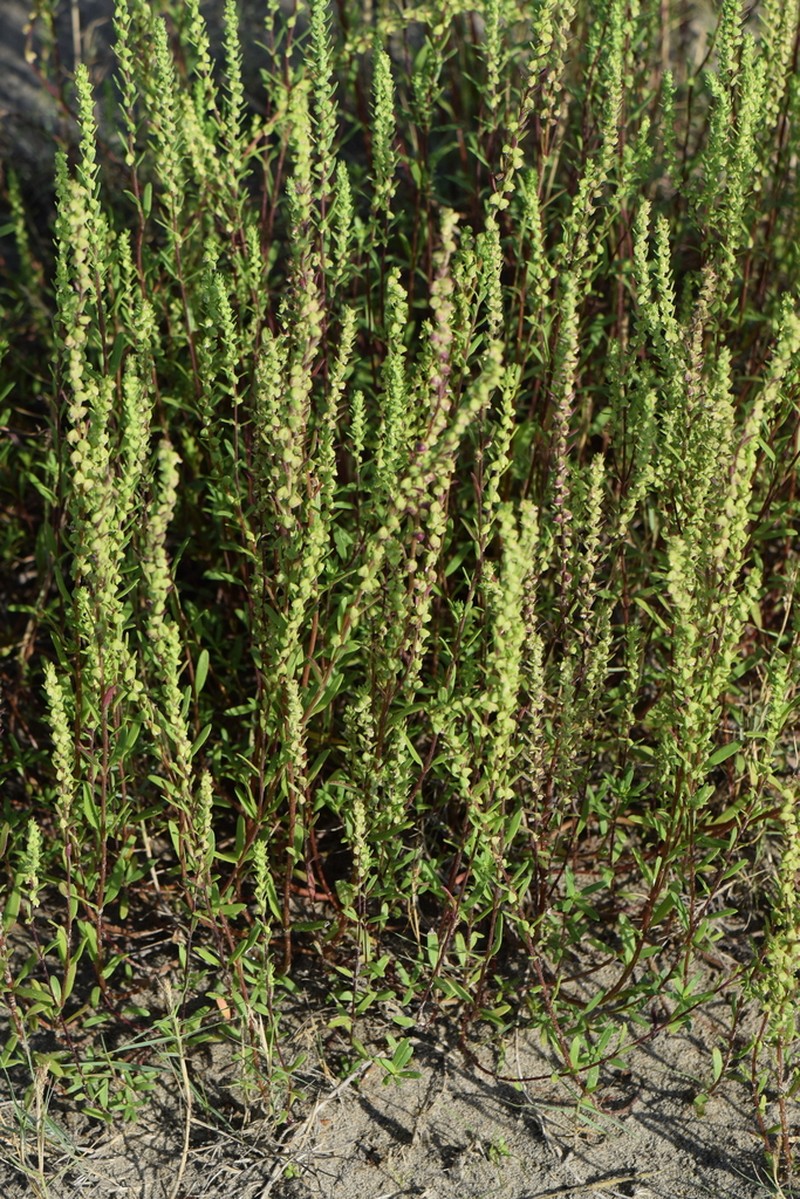 Pensacola Marsh Elder photo 3