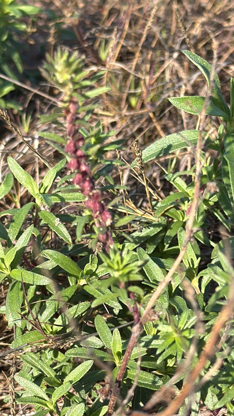 Pensacola Marsh Elder photo 4