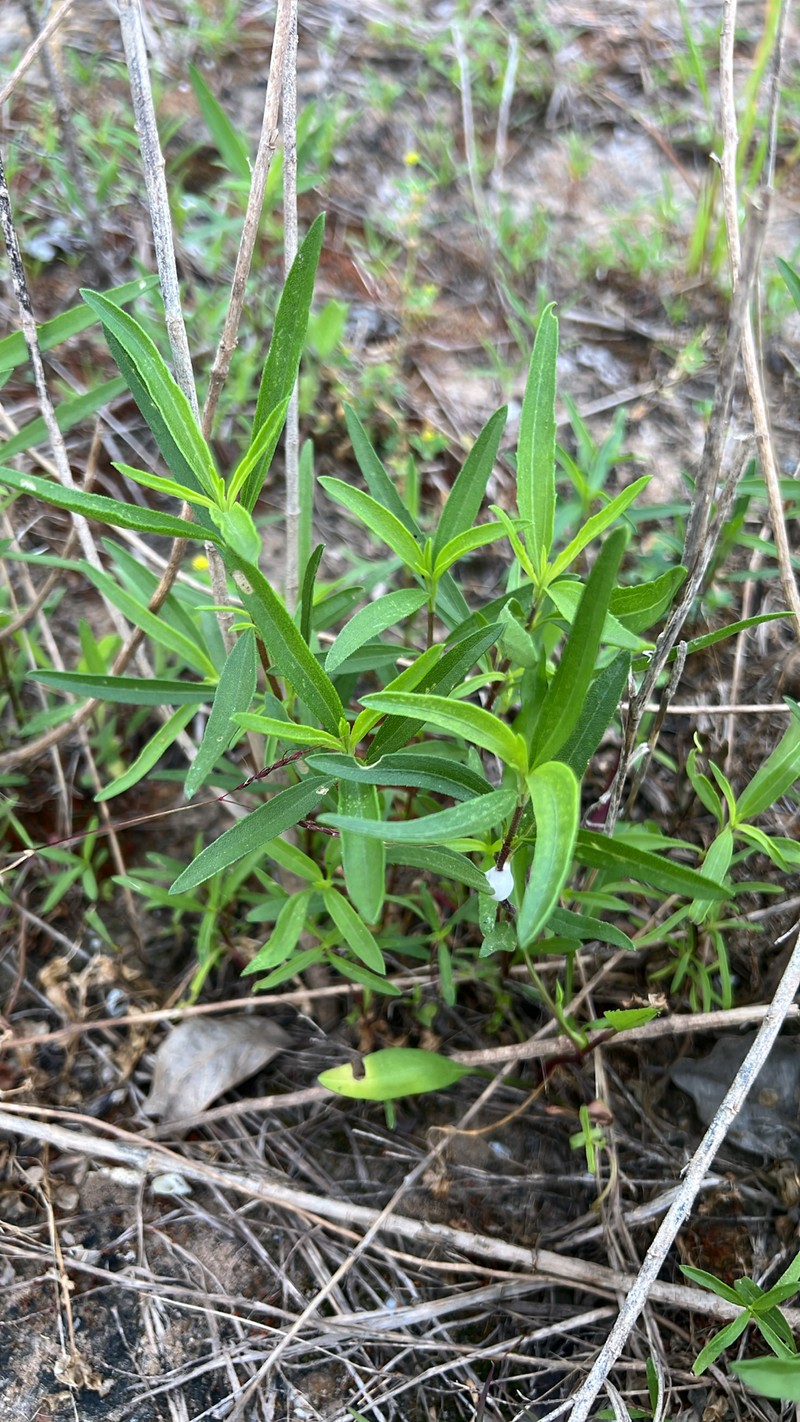 Pensacola Marsh Elder photo 6