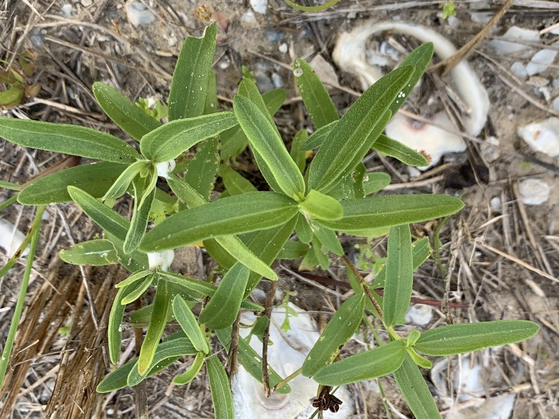 Pensacola Marsh Elder photo 8