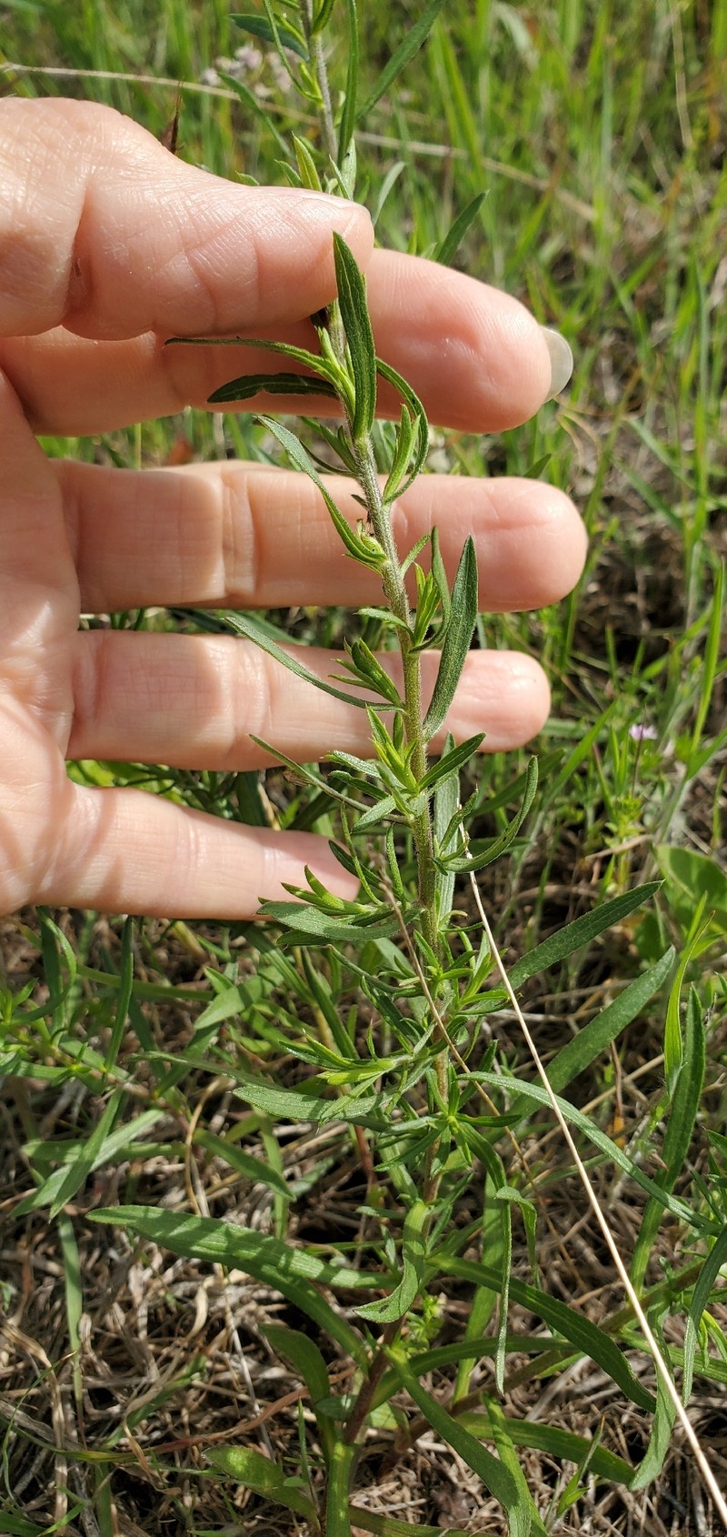 Narrowleaf Marsh Elder photo 2