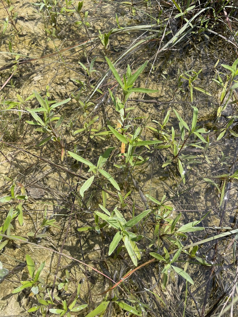 Narrowleaf Marsh Elder photo 4