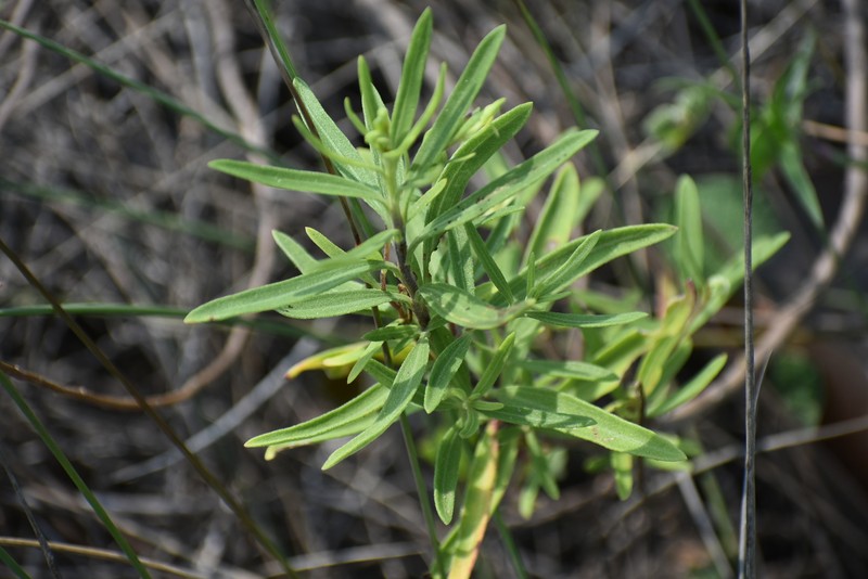 Narrowleaf Marsh Elder photo 6