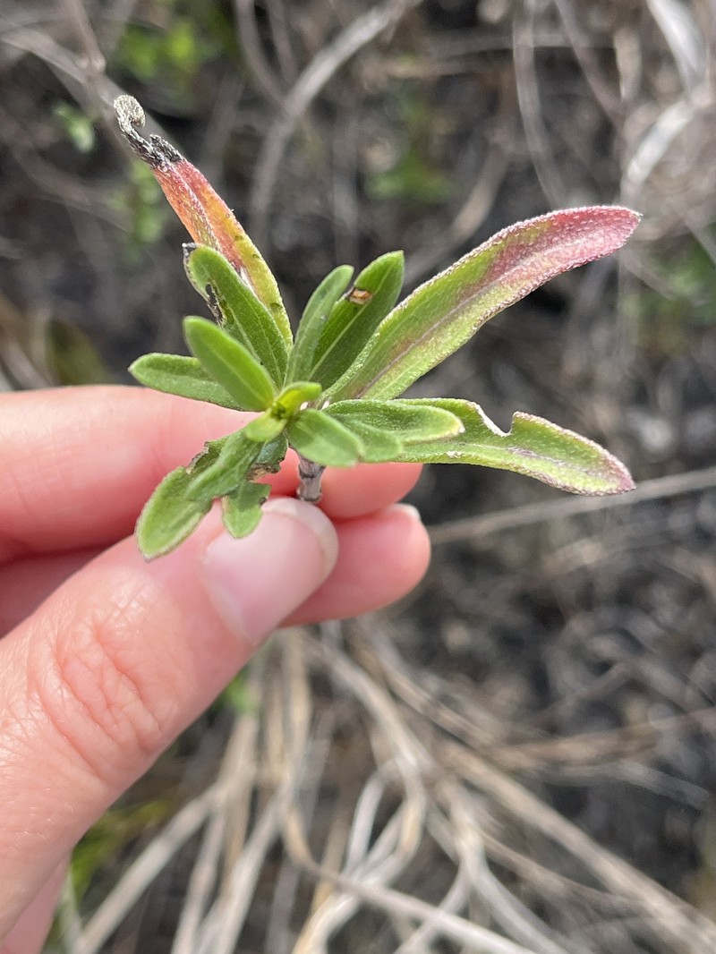 Narrowleaf Marsh Elder photo 7