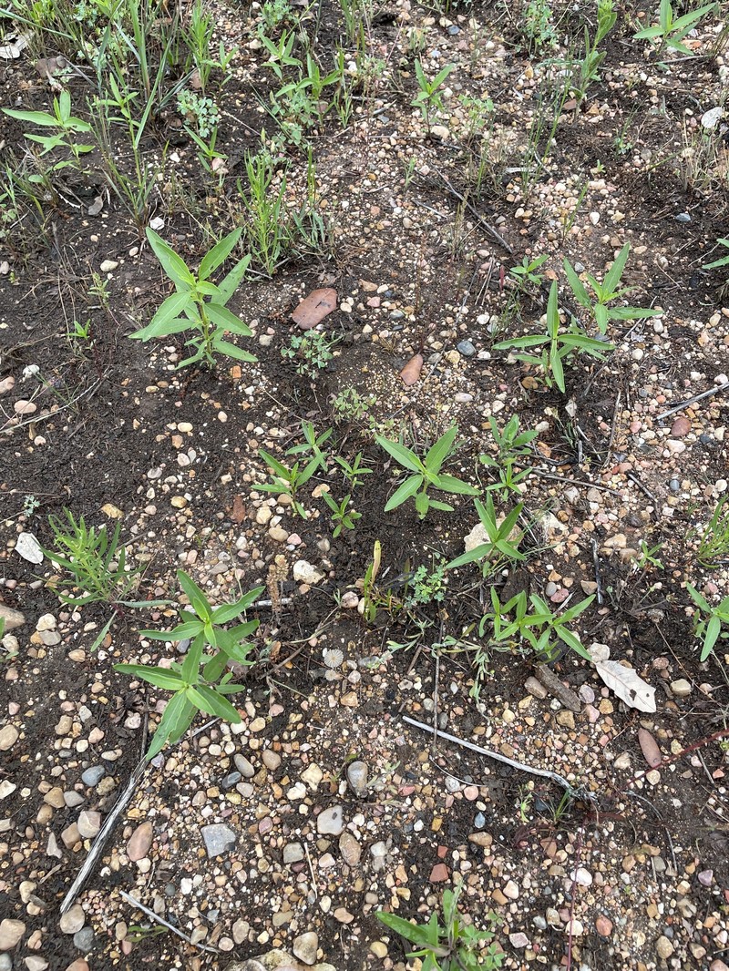 Narrowleaf Marsh Elder photo 8