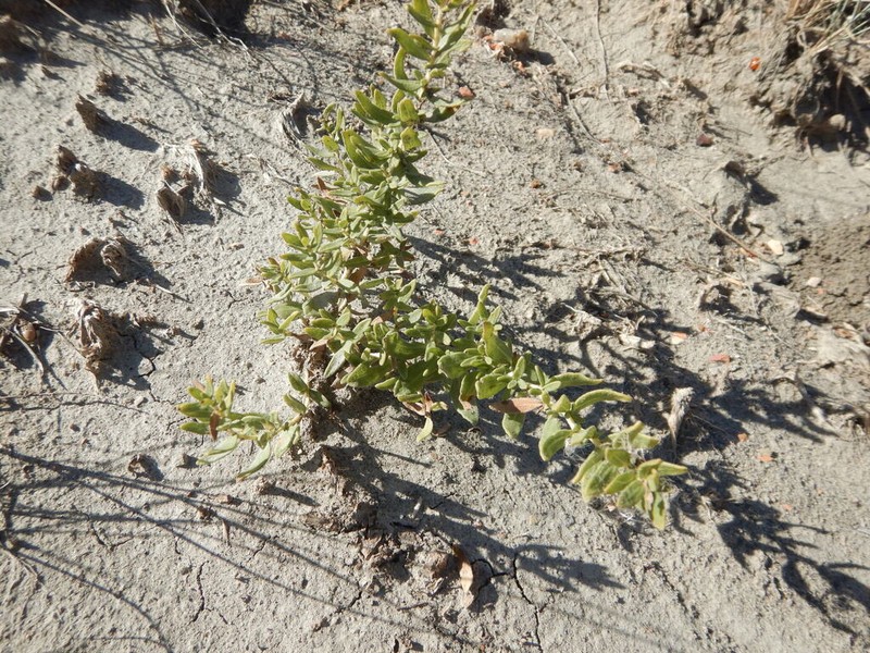 Povertyweed photo 2