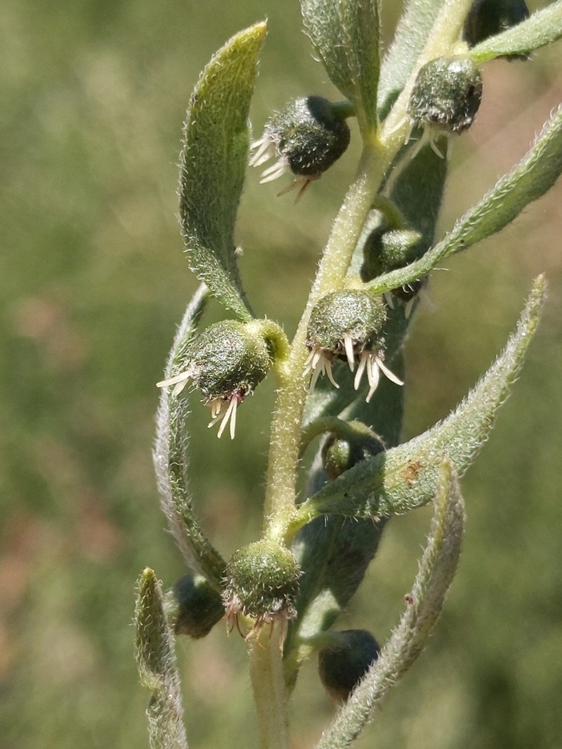 Povertyweed photo 8
