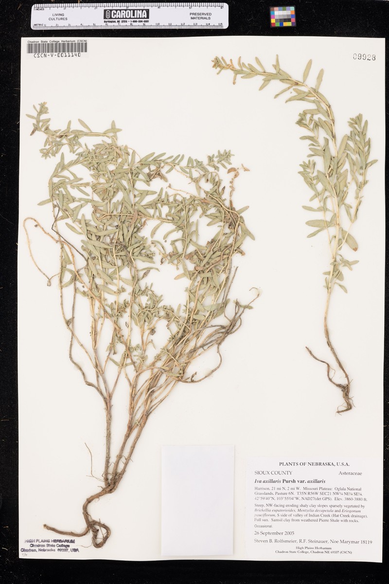 Iva axillaris var. axillaris photo 4