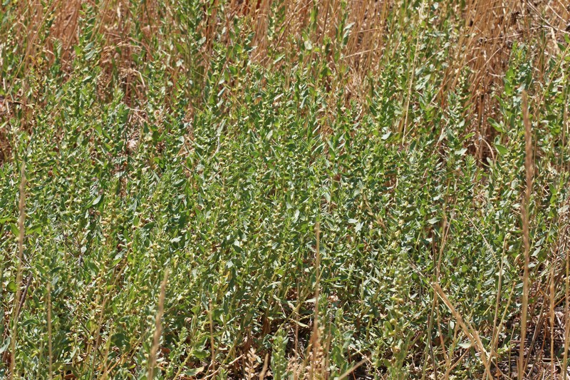 Iva axillaris var. axillaris