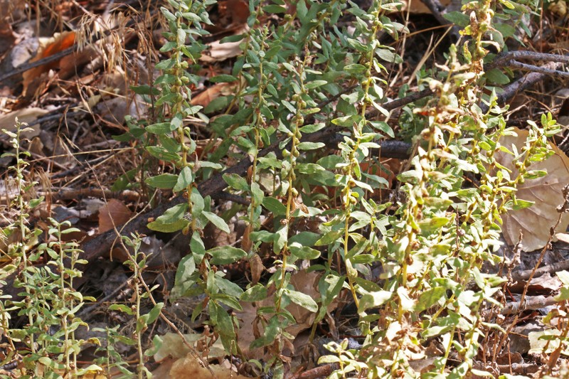 Iva axillaris var. axillaris photo 2