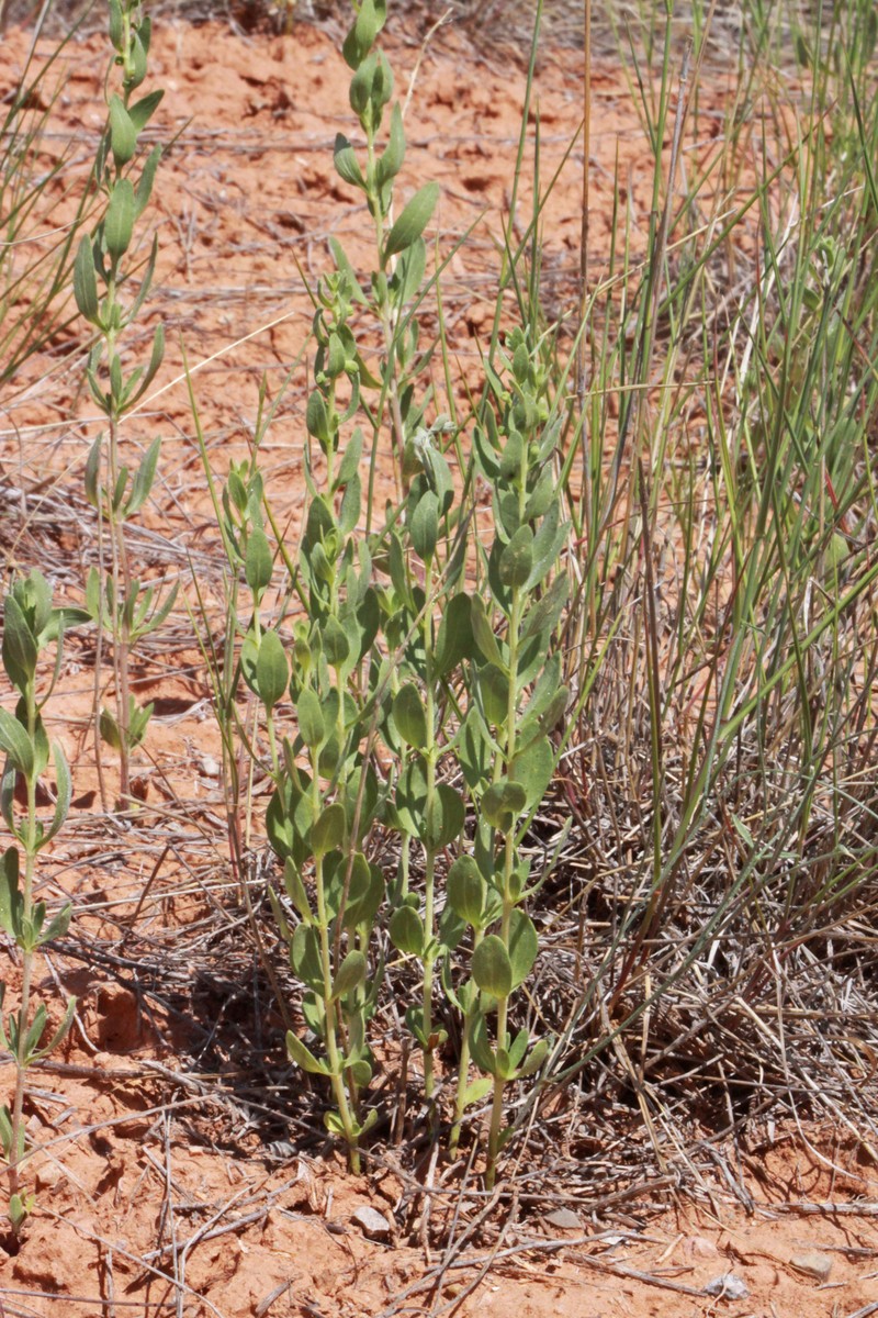 Iva axillaris var. axillaris photo 3